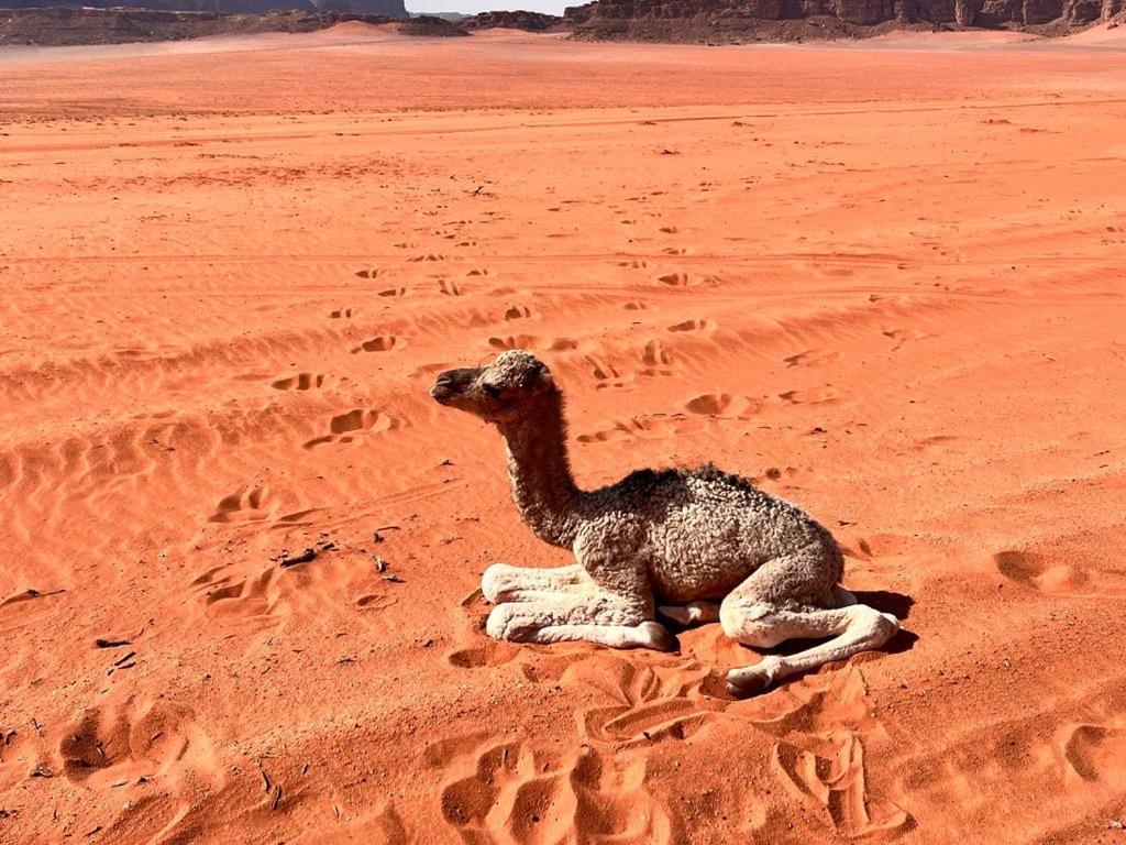 Wadi Rum Sky Tours&Camp Bagian luar foto